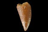 Serrated, Raptor Tooth - Real Dinosaur Tooth #139333-1